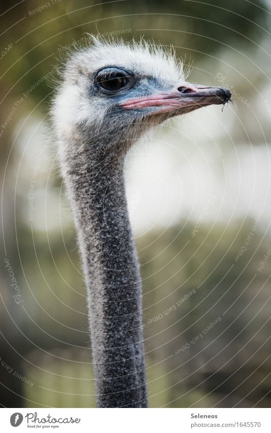 The morning after Safari Environment Nature Animal Farm animal Wild animal Animal face Ostrich 1 Near Natural Colour photo Exterior shot Animal portrait