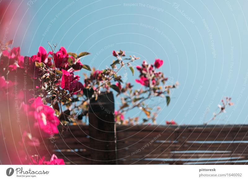 blue-pink Art Work of art Esthetic Bougainvillea Mediterranean Pink Flower Blossoming Blue sky Above Blur Detail Summer Summer vacation Decent Wood