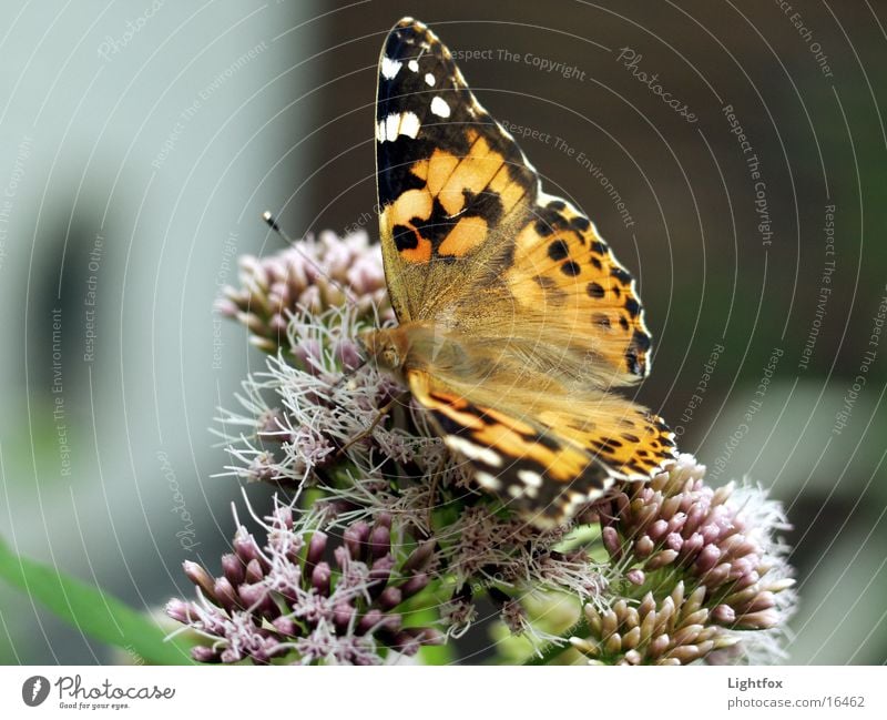 The Admiral Butterfly Insect Environment Beautiful Small tortoiseshell Wing Macro (Extreme close-up) Detail Colour Nature flower close-up