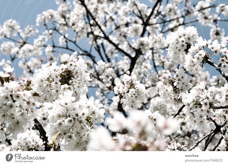 hey spring, you old rabbit. Tree Branch Blossom Cherry blossom Sky Upward Spring Nature Fragrance Fresh New revive Breathe Energy Lust Light Refreshment