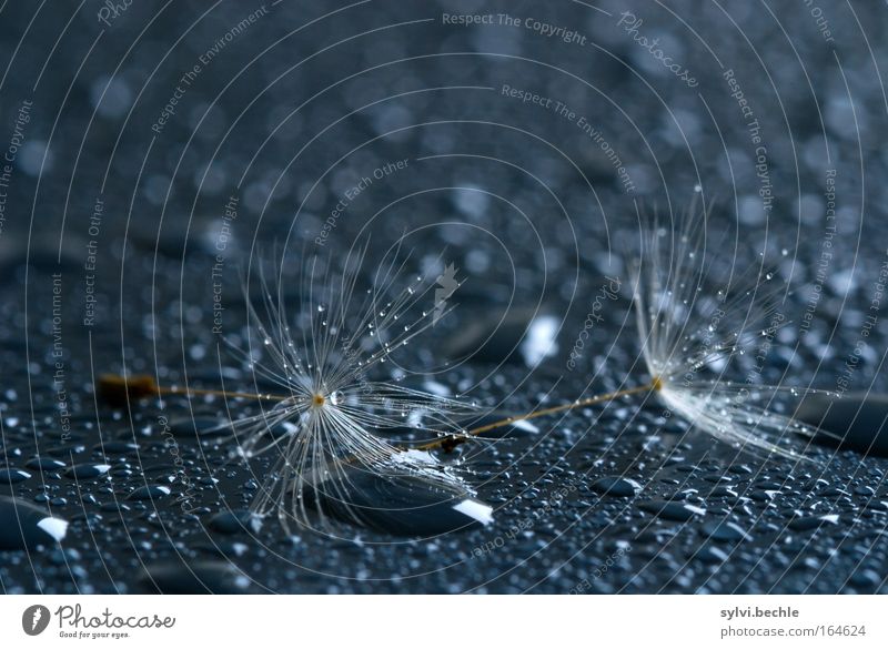 After The Rain Plant Water Drops of water Lie Near Wet Blue White Grief Variable Life Transience Dandelion Inject Tiny hair Delicate Damp