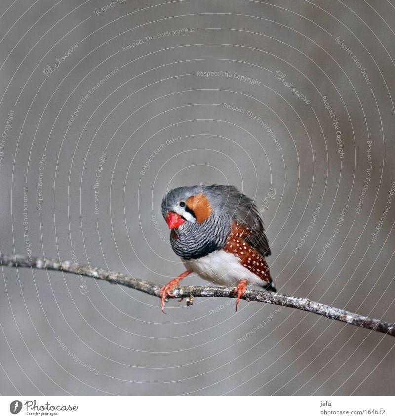 Is my lipstick straight? Animal Bird Wing Zoo 1 Sit Beautiful Small Zebra Finch Songbirds Australia Taeniopygia guttata Gray Red Spotted Branch Colour photo