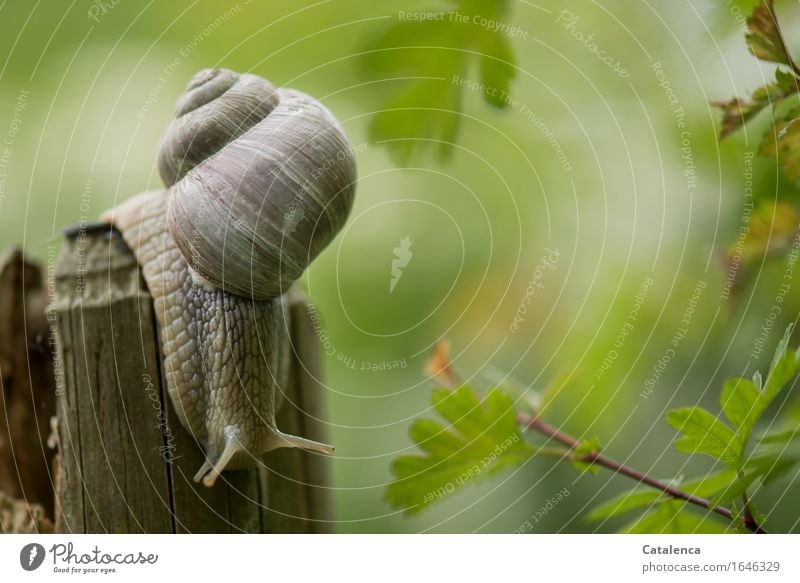 fluffy : green fluffy light; snail crawls down a fence post Nature Animal Summer Plant Hawthorn Garden Meadow Wild animal Crumpet 1 Touch Movement Cold Brown