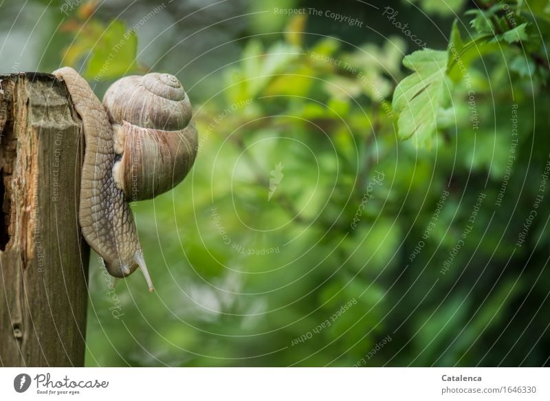 On the way, snail crawls from fence post Nature Plant Animal Spring Hawthorn Garden Wild animal Crumpet Vineyard snail 1 Fence post Wood Slowly Movement Slimy