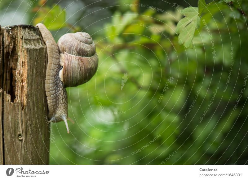 Vineyard snail upside down fauna Animal Crumpet Pulmonary cochlea Air-breathing land snail Helicoidea schnirkel snail escargot creep Slimy Snail shell Slowly