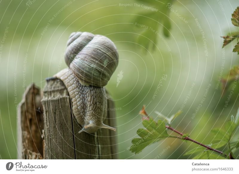 Departure, snail on a fence post Nature Plant Animal Spring Hawthorn Garden Wild animal Crumpet escargot 1 Movement Slimy Brown Green Indifferent Voracious