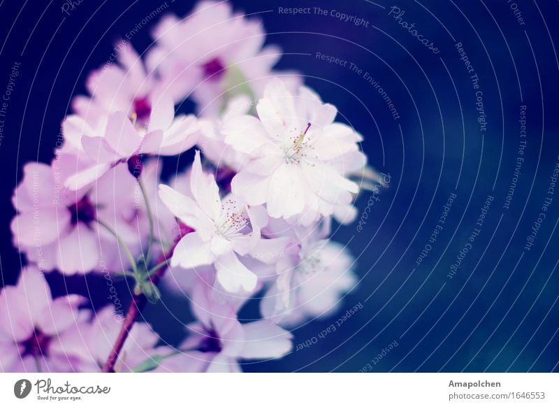 ::16-28:: Environment Nature Spring Summer Weather Beautiful weather Plant Flower Blossom Garden Park Infatuation Romance Cherry Cherry blossom Pink Blue