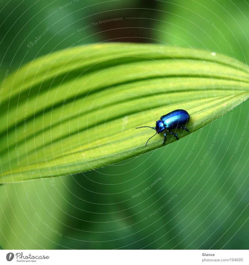 Small blue on big green Colour photo Multicoloured Exterior shot Close-up Detail Deserted Neutral Background Day Sunlight Shallow depth of field Long shot