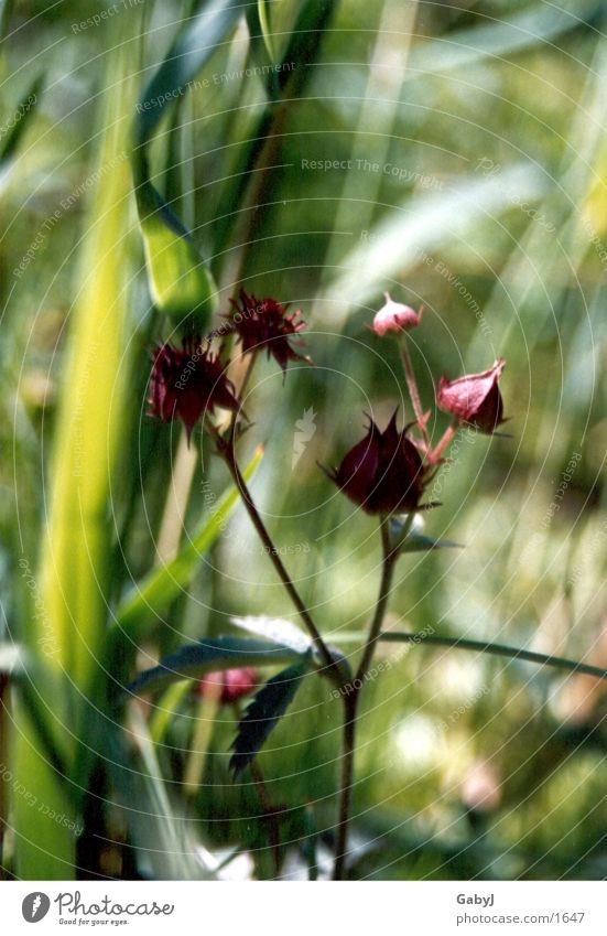 "Wild" beauty Herbs and spices Meadow wild herbs Plant