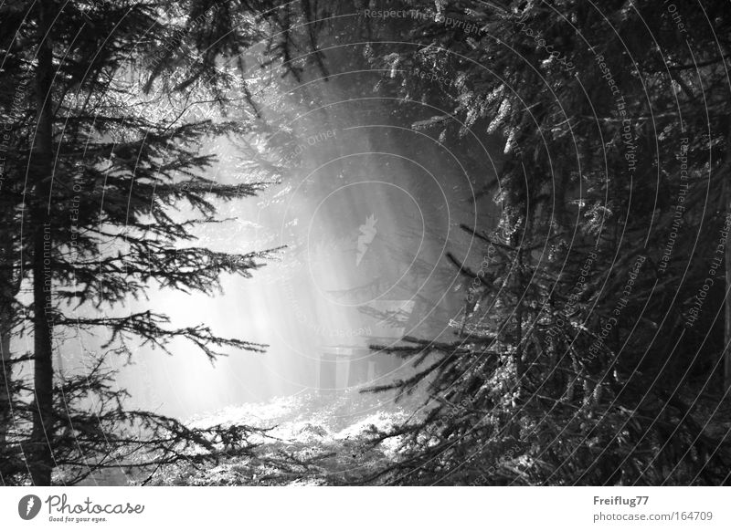 light bench Black & white photo Exterior shot Deserted Day Light Shadow Contrast Central perspective Harmonious Well-being Contentment Calm Nature Plant