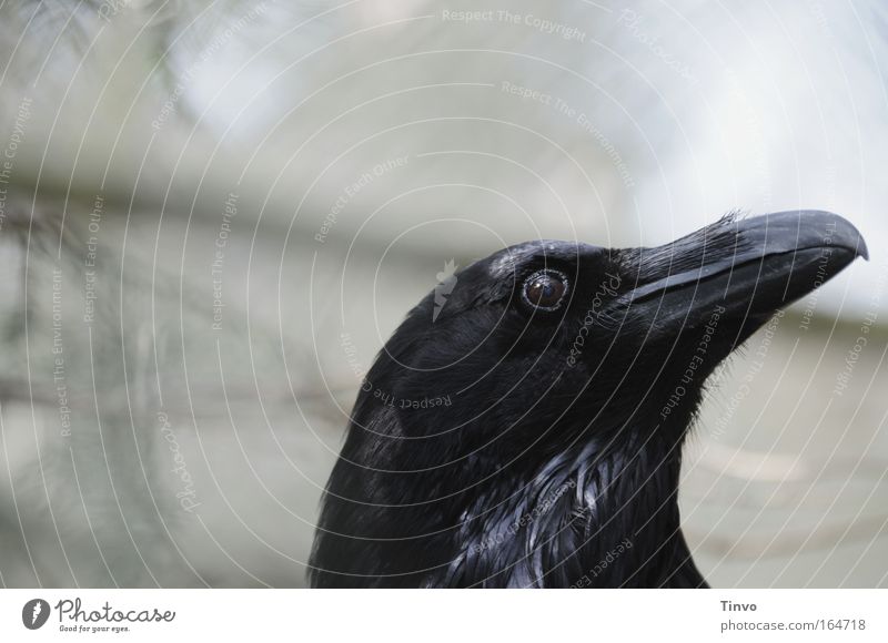 see it through my eyes Colour photo Subdued colour Exterior shot Close-up Copy Space left Day Blur Deep depth of field Animal portrait Bird Animal face 1