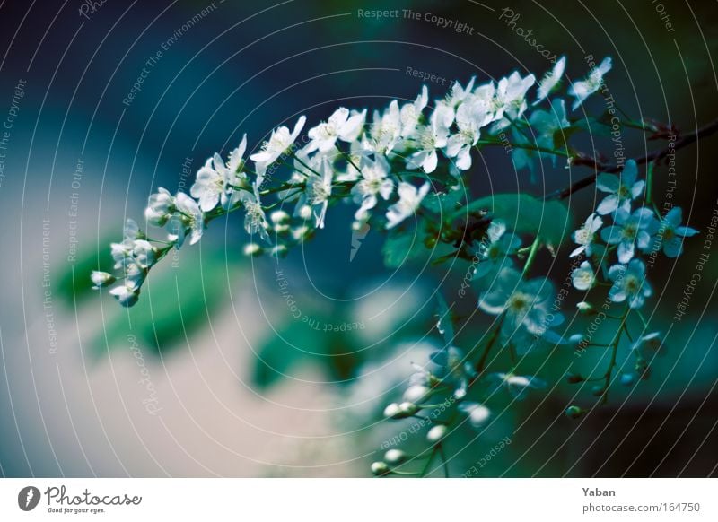 Spring 2.0 Colour photo Exterior shot Detail Day Shallow depth of field Environment Nature Plant Tree Blossom Blossoming Faded Growth Esthetic Authentic