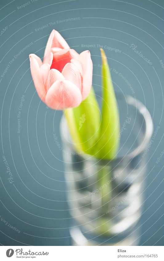 tulip Subdued colour Interior shot Blur Bird's-eye view Decoration Nature Spring Plant Flower Tulip Glass Esthetic Glittering Blue Pink Fragrance Elegant Idyll