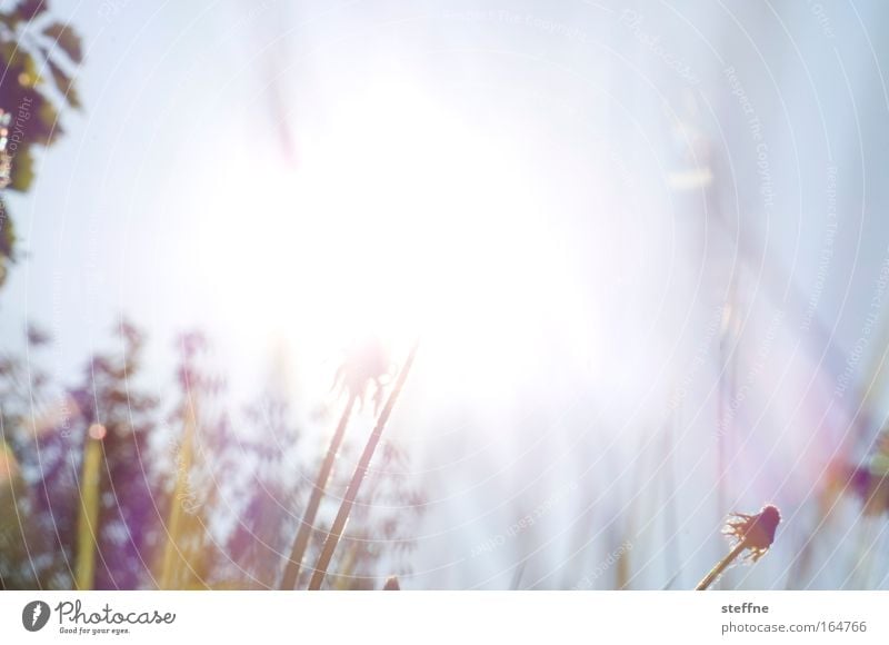 dandelion explosion Colour photo Exterior shot Experimental Deserted Copy Space top Copy Space middle Day Back-light Blur Worm's-eye view Nature Plant