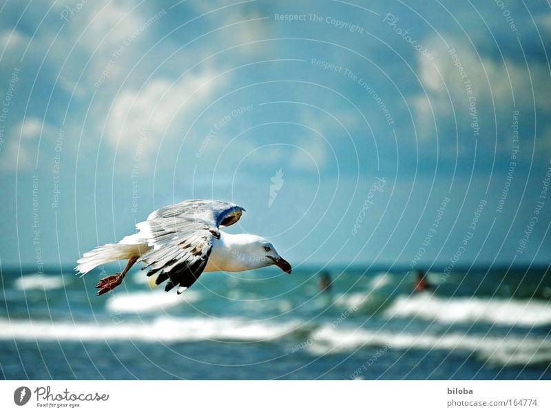 Flying again Colour photo Subdued colour Exterior shot Deserted Copy Space right Morning Sunlight Shallow depth of field Animal portrait Downward Nature