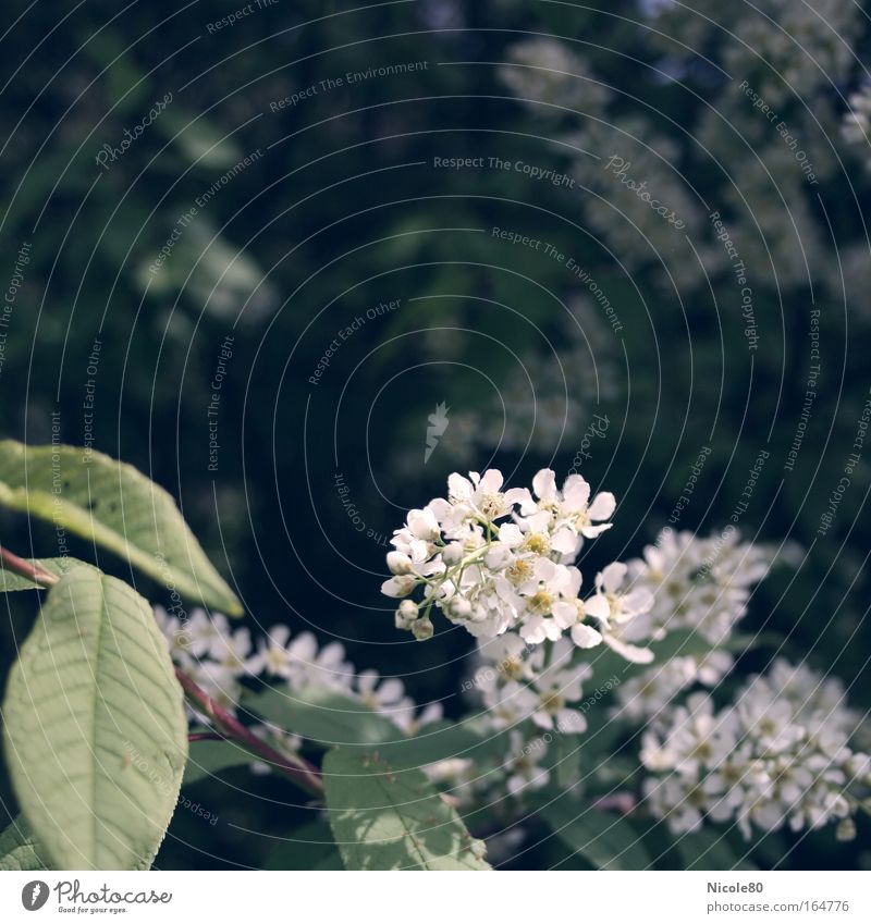 wild lilac Plant Spring Blossom Park Fragrance Lilac White Twigs and branches Delicate Blossoming Bushes Colour photo Exterior shot Close-up Copy Space top Day