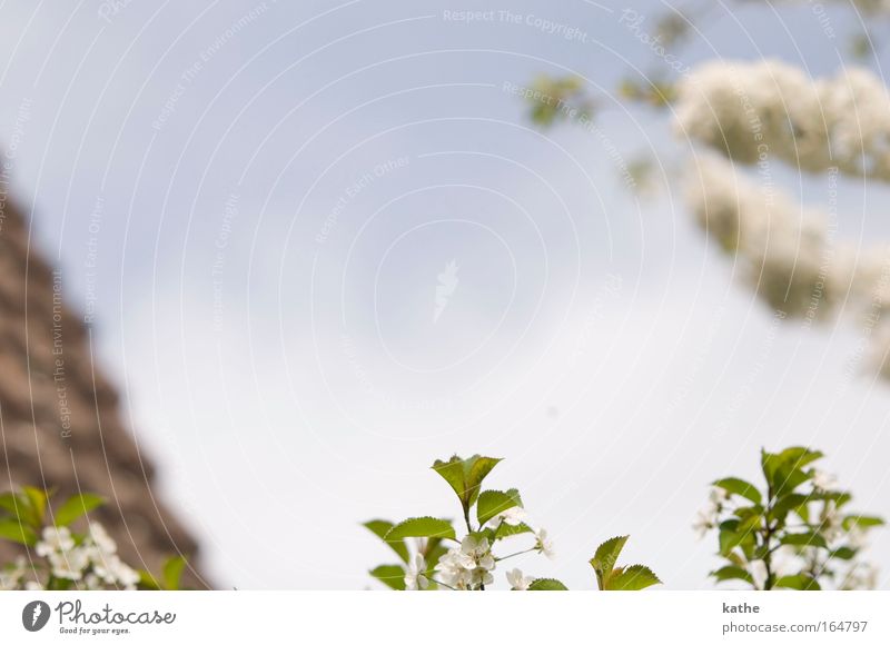 spring Colour photo Exterior shot Copy Space top Copy Space middle Morning Day Light Silhouette Sunlight Sunbeam Blur Shallow depth of field Central perspective