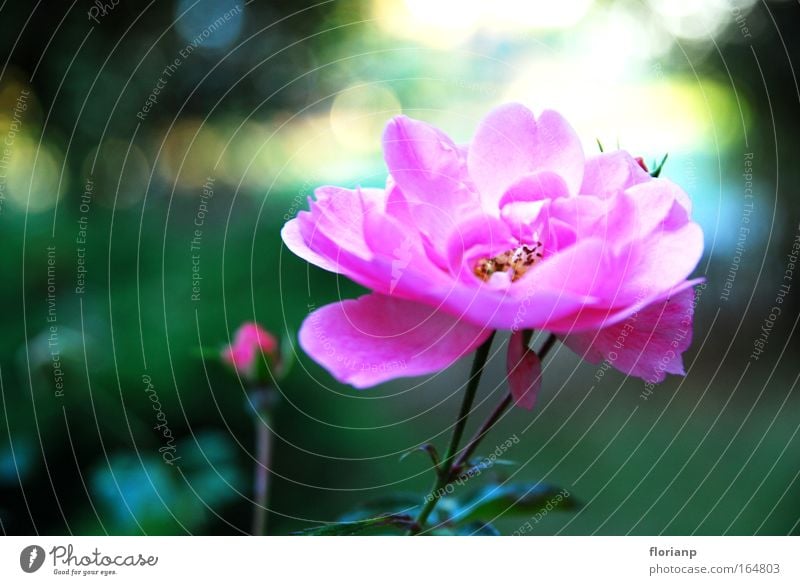 The little flower in spring Colour photo Exterior shot Macro (Extreme close-up) Deserted Copy Space left Day Sunlight Deep depth of field Long shot