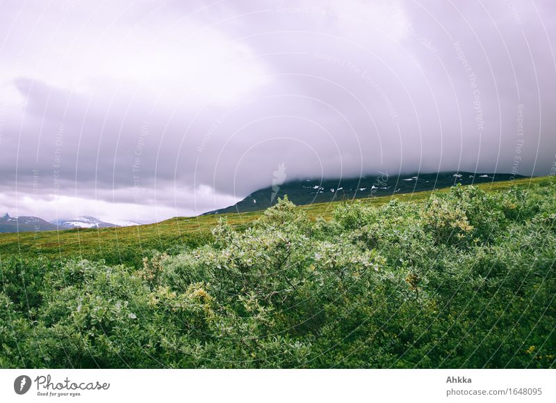 Lapp vide Bad weather Rain Bushes Willow-tree Mountain Green Ambitious Lapland Exterior shot Deserted Copy Space top Worm's-eye view