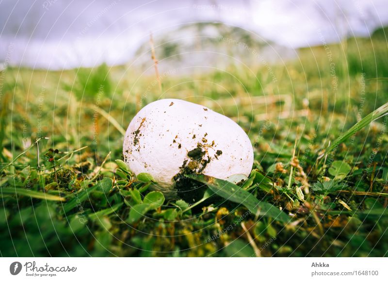 Giant Bovist Adventure Nature Grass Mushroom Growth Dirty Large Round White Bizarre Discover Egg Individual Beatle haircut Colour photo Exterior shot Close-up