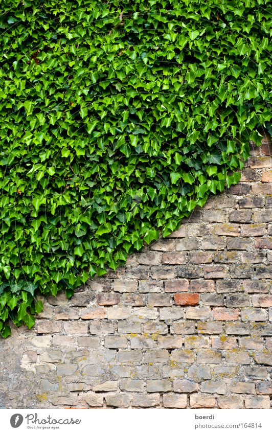 wax Colour photo Exterior shot Detail Pattern Structures and shapes Copy Space bottom Sunlight Shallow depth of field Central perspective Nature Plant Leaf