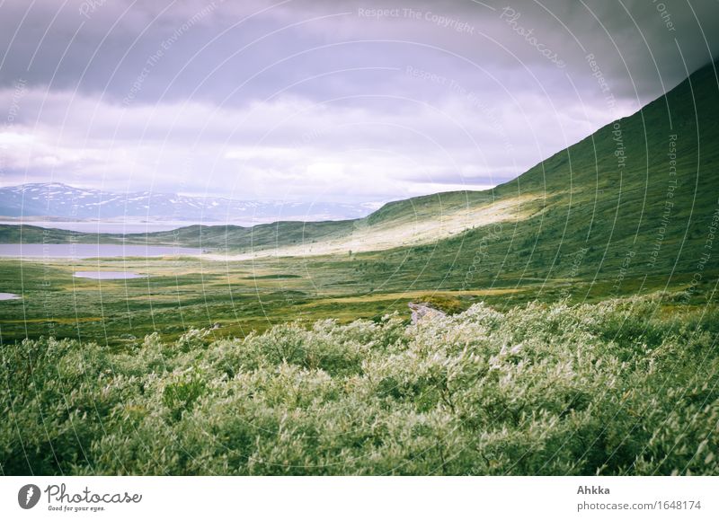 gray willow storm Wind Bushes Mountain Wild Gray Change Far-off places Colour photo Exterior shot Deserted Light Shadow Light (Natural Phenomenon) Sunlight