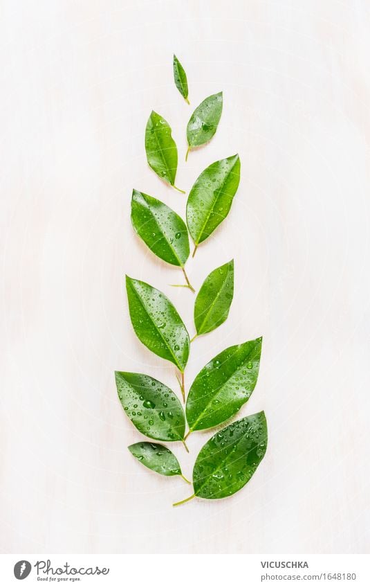 Fine green leaves with water drops on white wooden background Style Design Alternative medicine Summer Environment Nature Plant Spring Climate Leaf