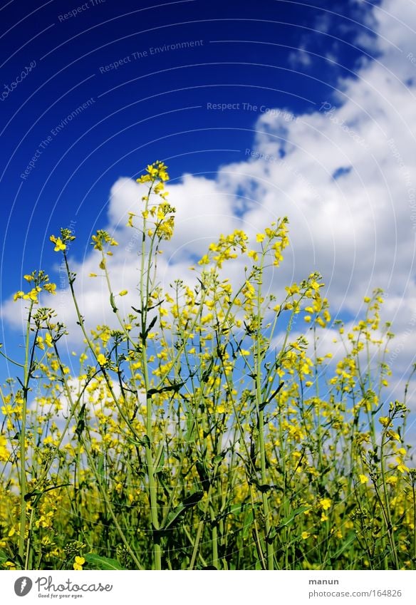 black Colour photo Exterior shot Copy Space top Copy Space middle Neutral Background Day Sunlight Central perspective Long shot Food Cooking oil