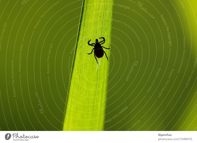 Another tick. Animal Tick 1 Crawl Drinking Wait Threat Creepy Hideous Green Fear Horror Dangerous Bloodsucker Lyme disease TBE Illness disease vector