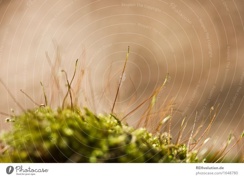 moss flushing Environment Nature Moss Natural Green Environmental protection Colour photo Exterior shot Close-up Detail Macro (Extreme close-up) Deserted