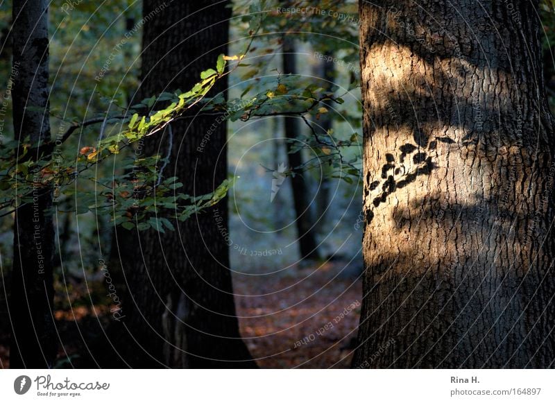 light forest Nature Landscape Tree Forest Illuminate Brown Green Moody Happy Emotions Contentment Leaf Deciduous forest Twigs and branches Romance