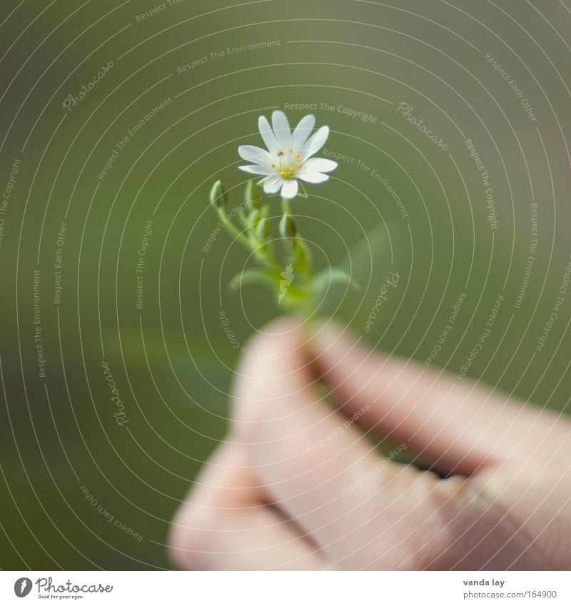 For YOU! Colour photo Subdued colour Exterior shot Close-up Macro (Extreme close-up) Deserted Copy Space left Copy Space right Copy Space top Day Blur