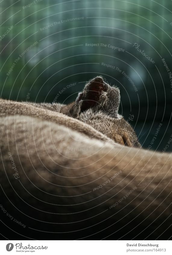 Sleeping wild cat Colour photo Copy Space top Copy Space bottom Day Shadow Contrast Deep depth of field Central perspective Animal Wild animal Cat Pelt Zoo 1