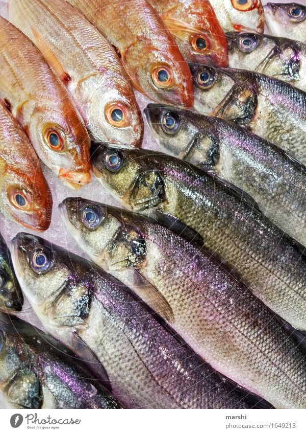 fish selection Fish Trout Markets Covered market Nutrition Healthy Eating Food photograph Portugal Fishery