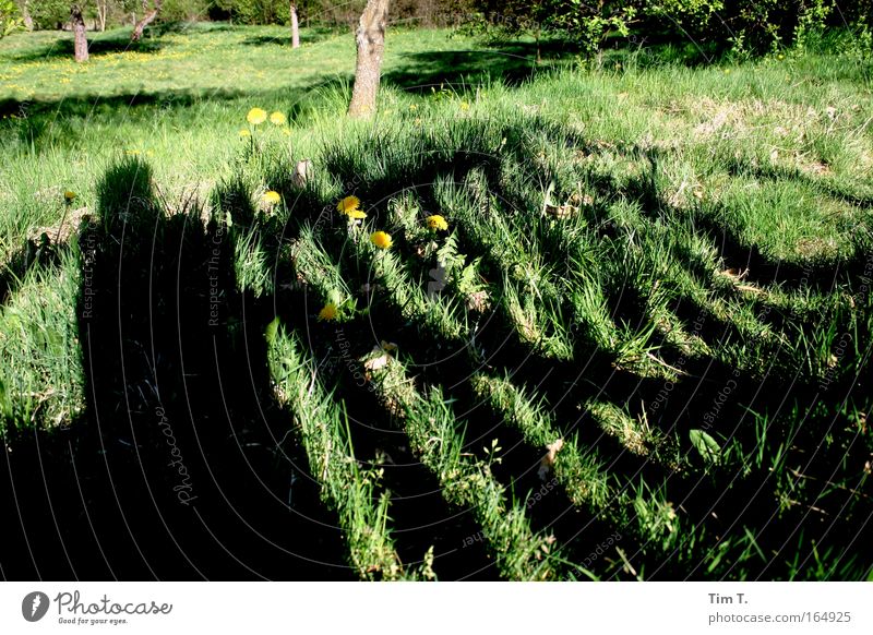 garden gate Colour photo Exterior shot Pattern Deserted Evening Twilight Light Shadow Silhouette Sunlight Sunrise Sunset Nature Spring Beautiful weather Flower