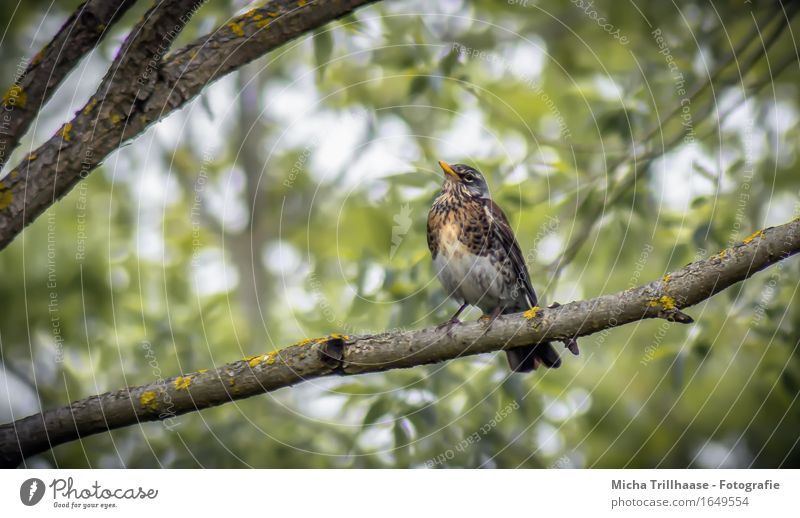 Thrush in tree Environment Nature Animal Sunlight Beautiful weather Plant Tree Leaf Wild animal Bird Animal face Wing Throstle 1 Rutting season Observe Flying