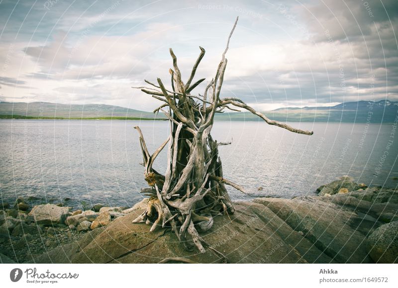 wood fire Well-being Calm Beach Nature Landscape Fire Rock Lakeside Wood Uniqueness Peace Art Sculpture Colour photo Multicoloured Exterior shot Close-up Day