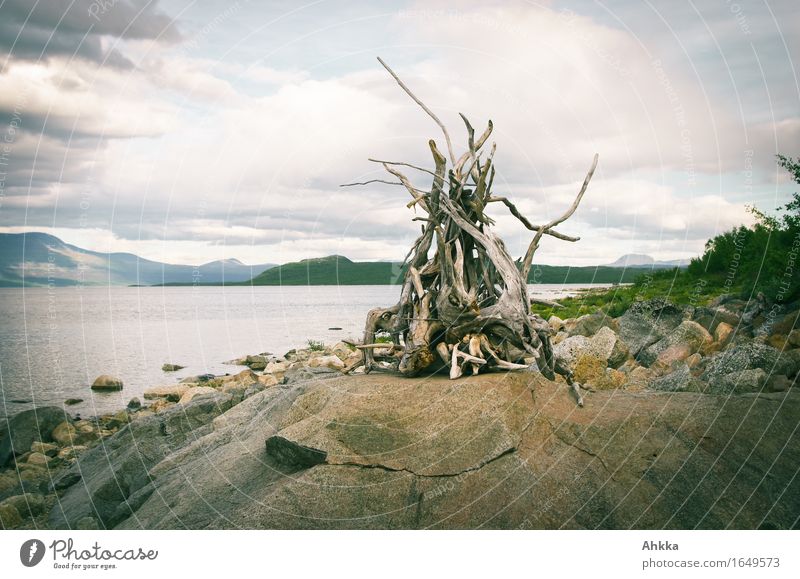 Driftwood sculpture on the stone bank Harmonious Senses Relaxation Calm Meditation Vacation & Travel Adventure Far-off places Nature Landscape Elements Fire