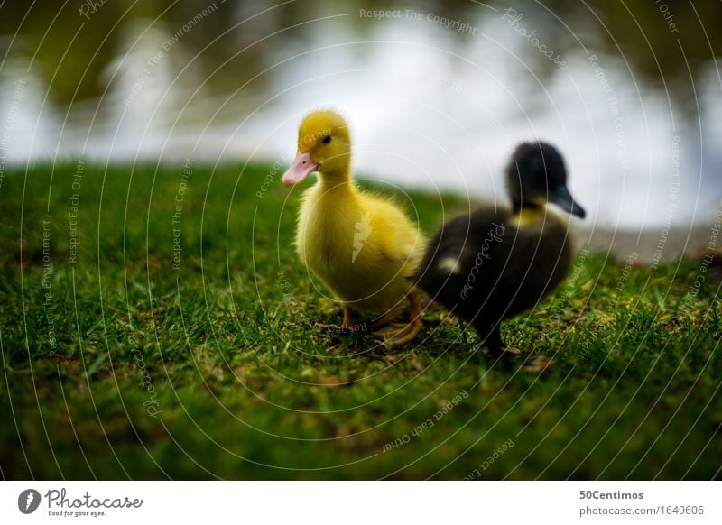 two little ducks Nature Grass River bank Animal Wild animal Duck 2 Group of animals Pair of animals Baby animal Discover Friendliness Happiness Happy Small