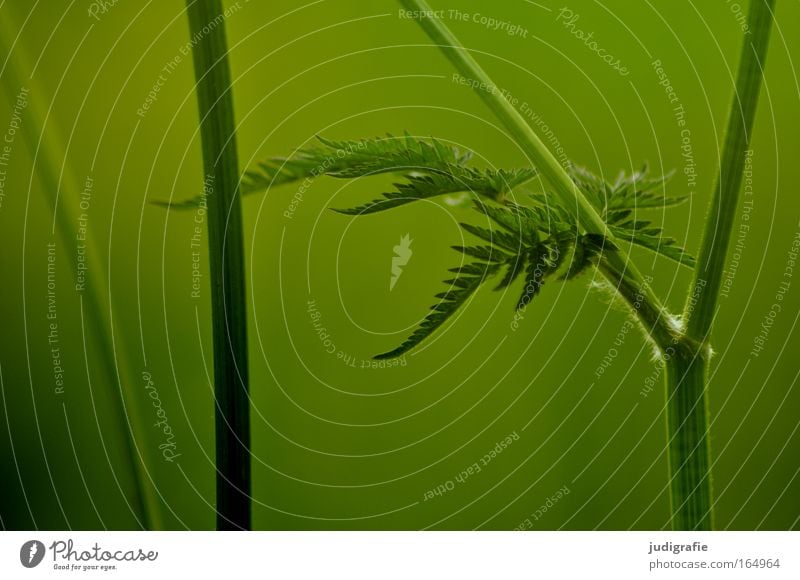 meadow Colour photo Exterior shot Close-up Detail Deserted Day Central perspective Elegant Harmonious Calm Summer Environment Nature Plant Meadow Growth Fresh