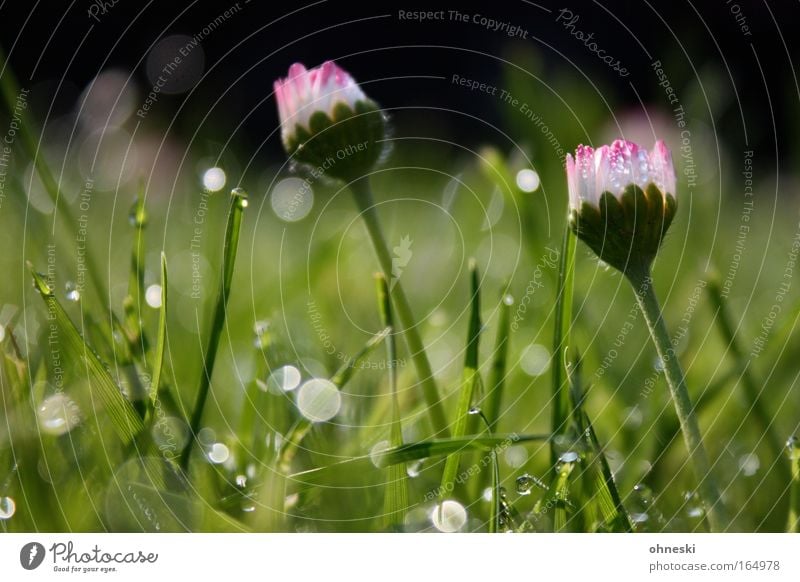 morning dew Colour photo Exterior shot Detail Morning Reflection Sunlight Back-light Nature Plant Earth Spring Flower Grass Esthetic Fragrance Glittering Green