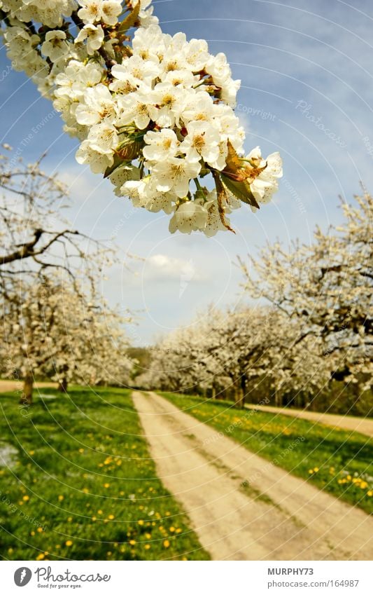 The cherry trees are in blossom.... Colour photo Exterior shot Deserted Day Sunlight Blur Shallow depth of field Wide angle Nature Landscape Plant Sky Spring