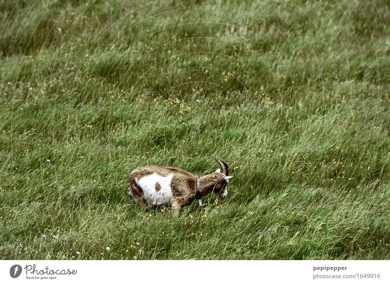 lawn mower Nature Summer Plant Grass Meadow Animal Farm animal Animal face Pelt Petting zoo Goats 1 To feed Green Colour photo Exterior shot Deserted Day