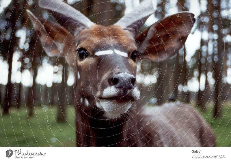 antelope Antelope Animal Reflection Wild animal