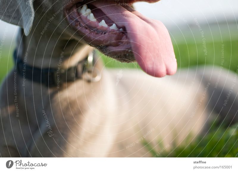 Fuck you! Colour photo Exterior shot Day Animal portrait Looking away Pet Dog Hound 1 Breathe Relaxation Lie Set of teeth Tongue