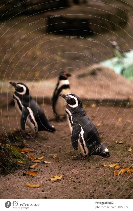 grebe Colour photo Subdued colour Exterior shot Deserted Copy Space top Day Twilight Shadow Blur Deep depth of field Animal portrait Half-profile Zoo Nature