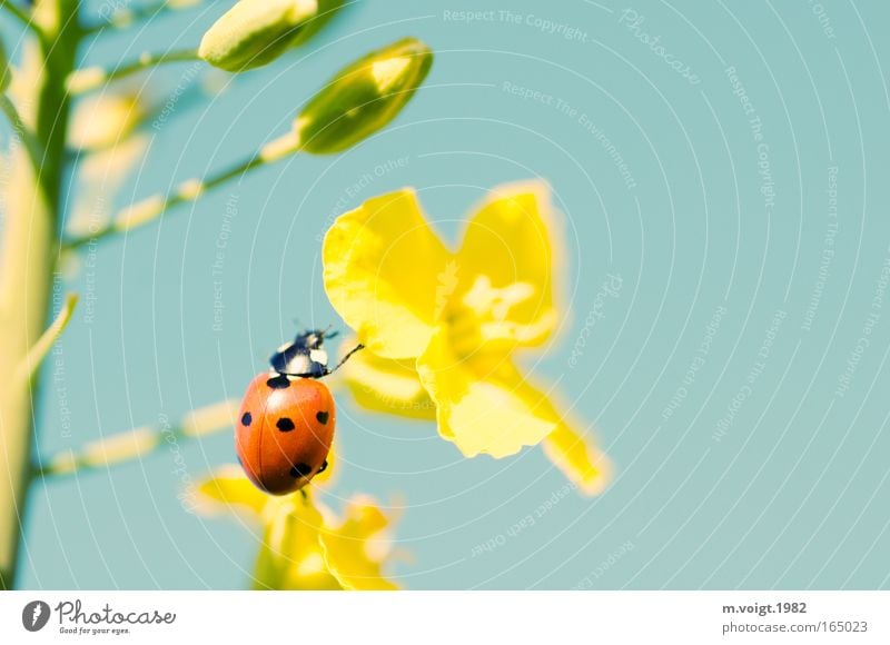 Ladybird III Colour photo Close-up Detail Macro (Extreme close-up) Copy Space right Sunlight Deep depth of field Nature Plant Animal Cloudless sky Spring Summer