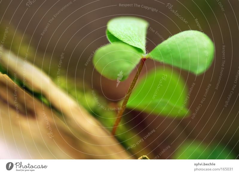 when I see this clover ... Nature Plant Growth Fresh Brown Green Spring fever Power Hope Idyll Life Wake up Occur Undo Closed Delicate Tree Tree trunk Branch