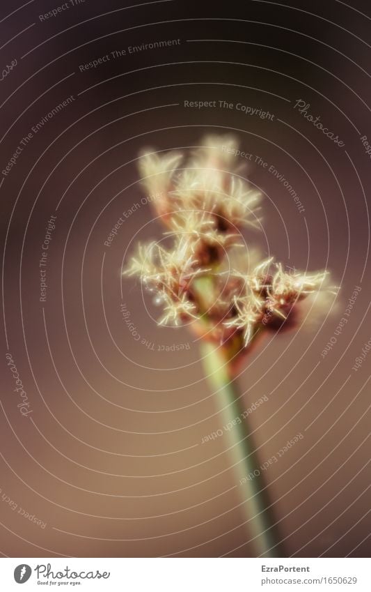 \ Nature Plant Spring Summer Grass Blossom Blossoming Natural Brown Green Juncus Aquatic plant Colour photo Exterior shot Close-up Detail