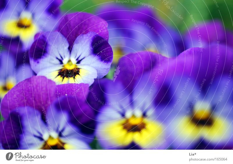 second row Colour photo Multicoloured Exterior shot Detail Macro (Extreme close-up) Shallow depth of field Plant Spring Summer Flower Blossom Pot plant